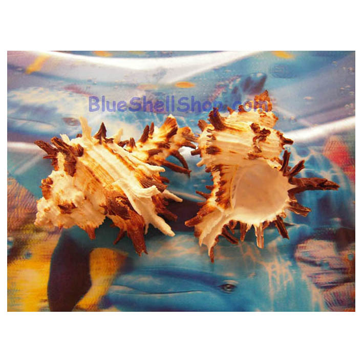 หอยมะระไหม้