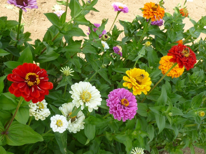 บานชื่นแคลิฟอร์เนียไจแอ้นท์คละสี - Mixed California Giant Zinnia