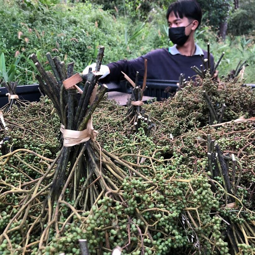 มะแขว่น แห้ง มะแขว่นคนเหนือ เหมาะสำหรับทำลาบ และอื่น ๆ เพิ่มรสชาติจัดจ้านให้กับอาหารของคุณด้วยมะแขว่นจากเรา! มะแข่นตากแห้ง มะแข่น Zanthoxylum limonella Alston มะแขว่นแห้ง สดใหม่ หอม กลมกล่อม มะแขว่น หรือ ลูกระมาศ เป็นเครื่องเทศพื้นเมืองทางภาคเหนือ