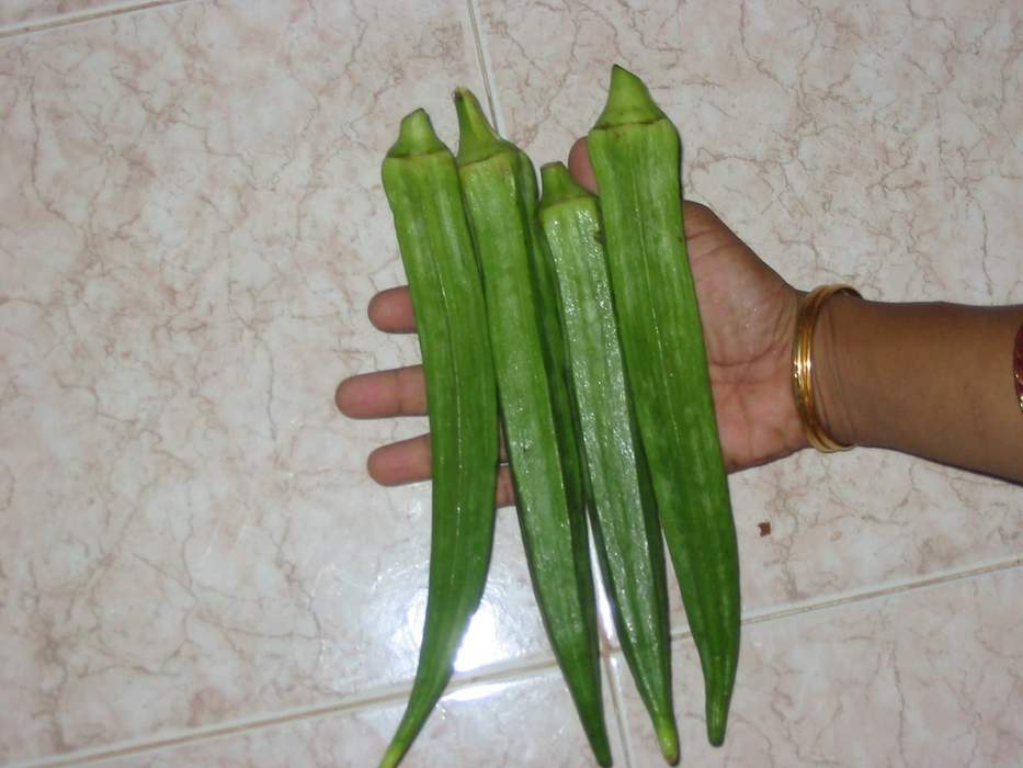 กระเจี๊ยบมอญผลยาว - Perkins Long pod Okra