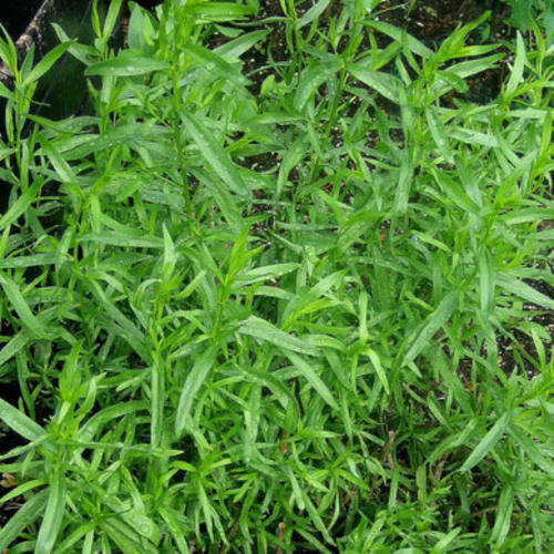 ทาร์รากอน - Tarragon