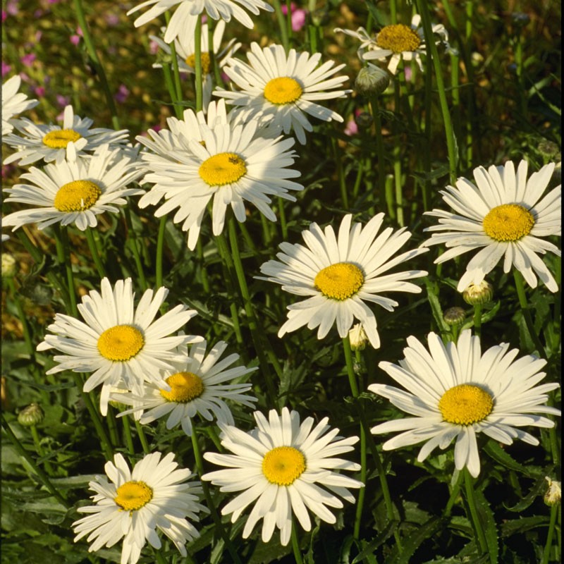 เดซี่ชาสตา - Shasta Daisy