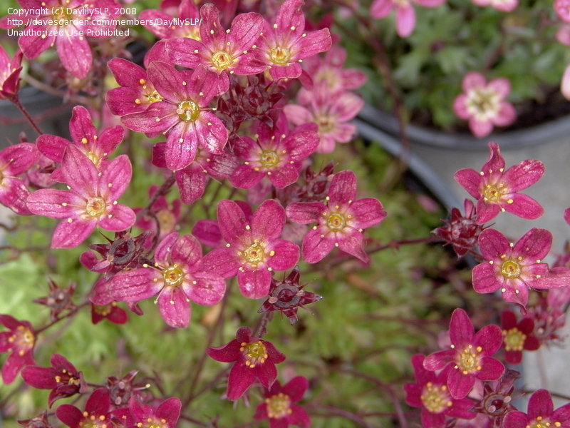 แซคซิฟริจสีม่วง - Saxifrage Purple Robe