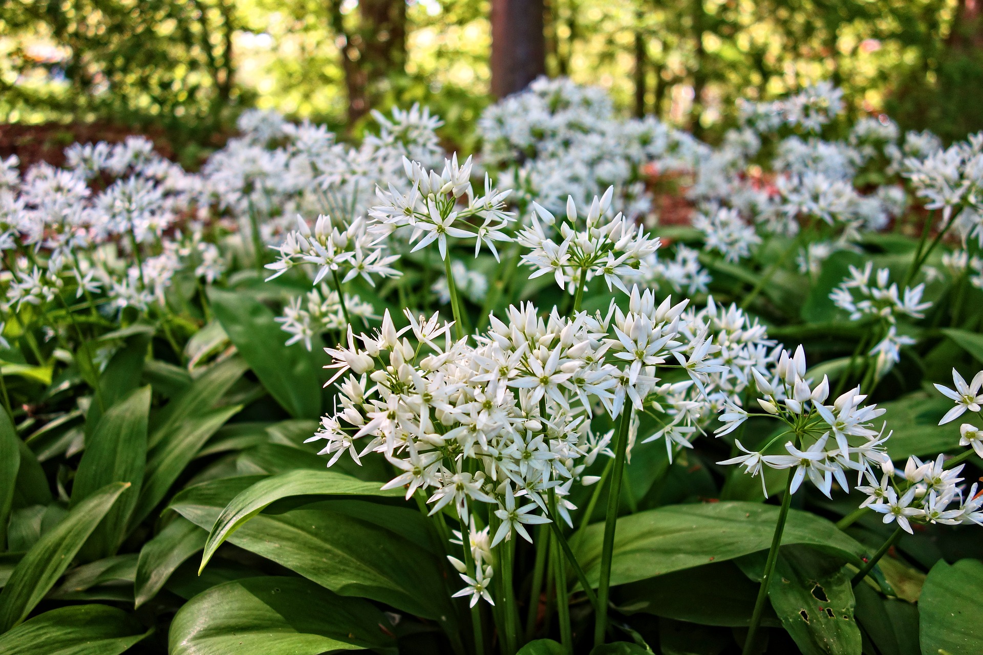กระเทียมป่า - Wild Garlic Ramsons (Allium ursinum)