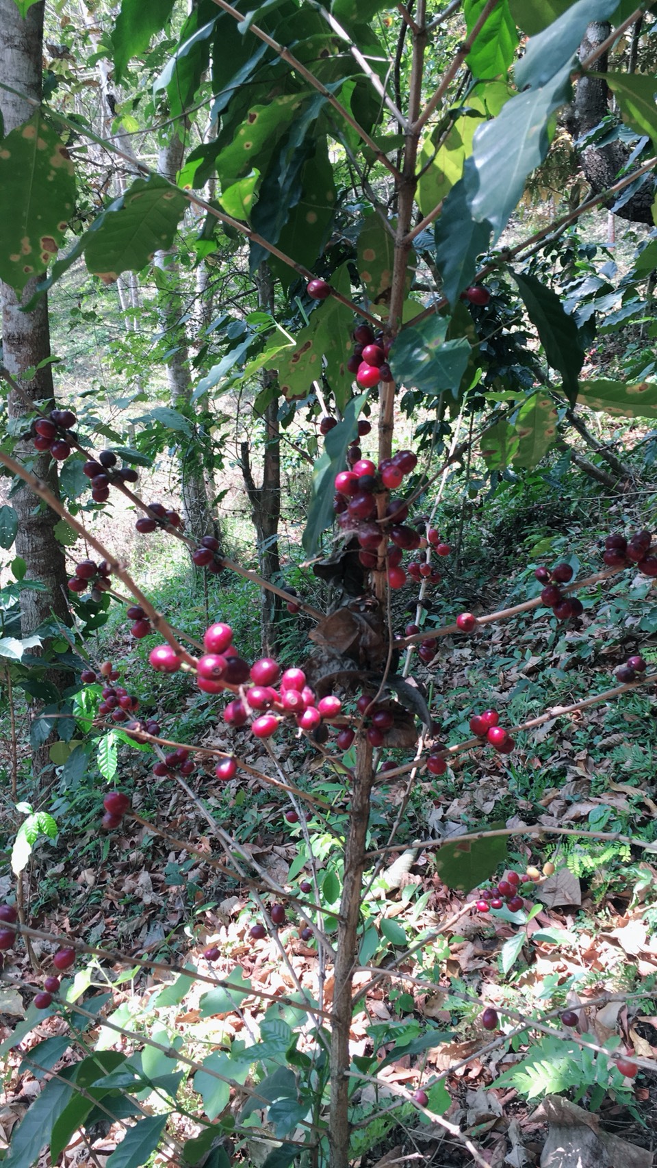 กาแฟบด ผงกาแฟ ขนาด 500 กรัม ชนิดคั่วเข้ม Ground Coffee - Medium Roast 500 g กาแฟอาราบิก้า (Arabica) 100% Shade Grown Coffee ปลูกกาแฟใต้ร่มเงา เมล็ดกาแฟออร์แกนิค ปลูกแบบธรรมชาติ ปลอดสาร จากยอดดอย อ.แม่อาย จ.เชียงใหม่