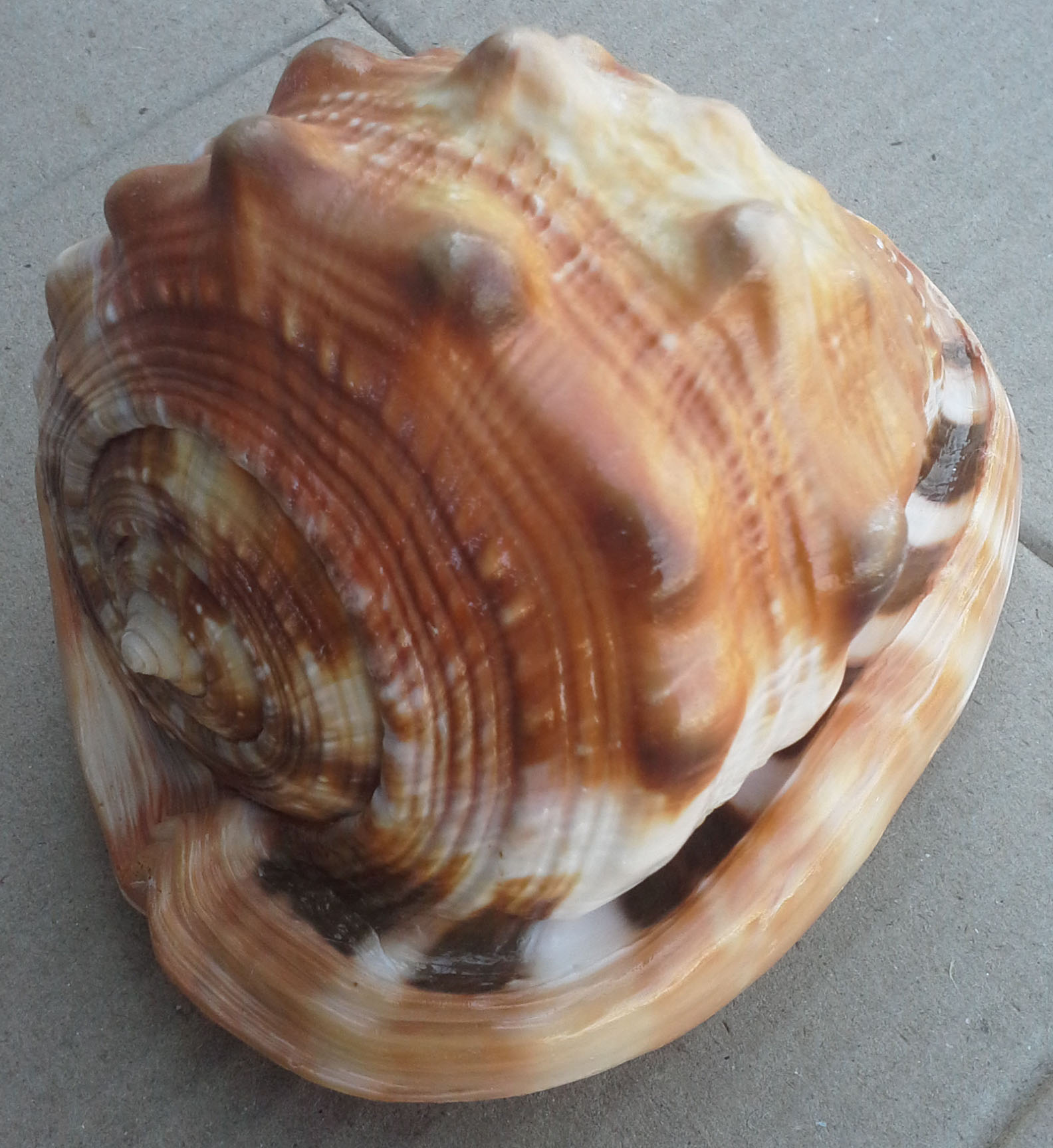 เปลือกหอยเท้าช้างอินเดีย