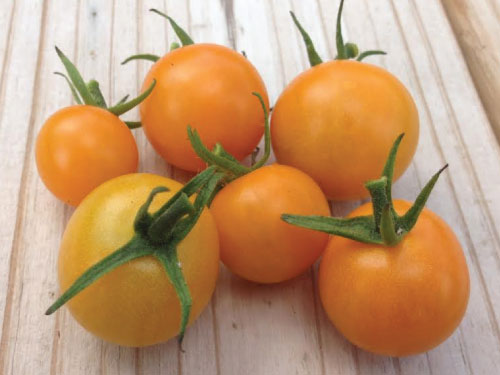 มะเขือเทศซันชูการ์ F1 - Sun Sugar F1 Tomato (หวานมาก 10 Brix)