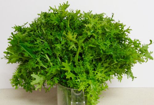 อองดีฟมอสเคิร์ล - Moss Curled Endive