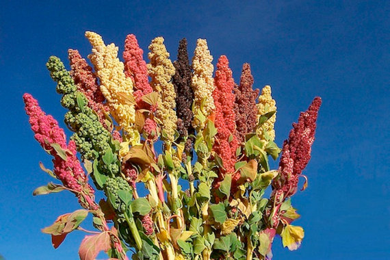 ควินัวคละสี - Mixed Quinoa