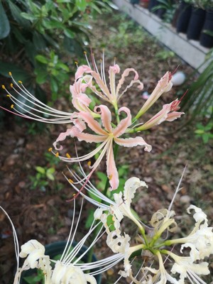 หัวลิลลี่แมงมุมสีชมพูกลีบหยิก - Pink Curling Spider Lily (Lycoris Sp.) 1 หัว