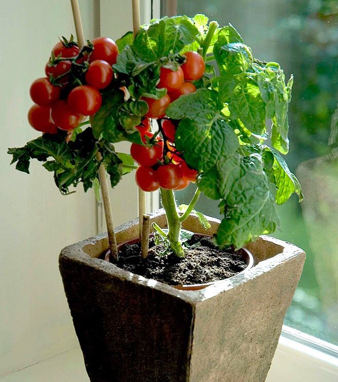 มะเขือเทศไทนี่ทิม - Tiny Tim Tomato