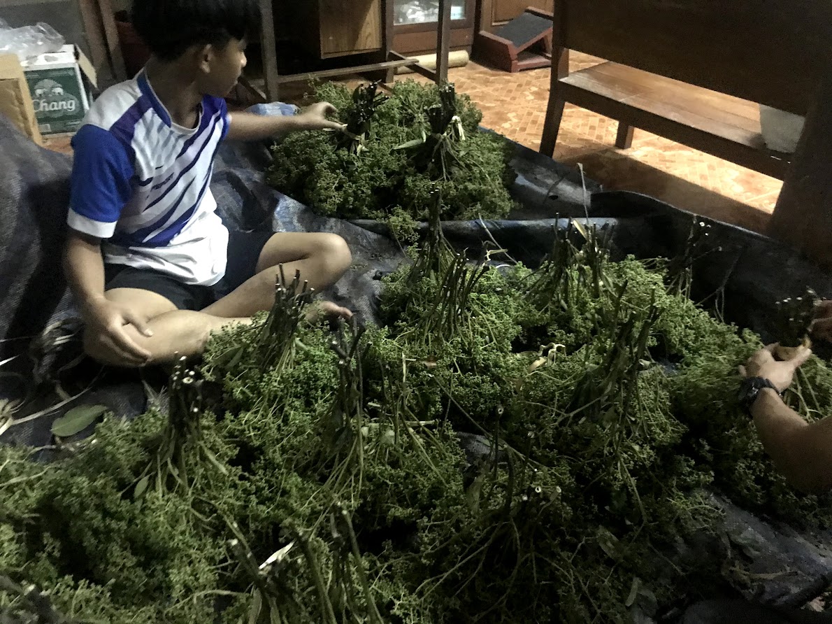 🌿 มะแข่น มะแขว่น 500g (ครึ่งกิโล) มะแขว่นเด็ดก้าน มะแขว่นคนเหนือ ลูกระมาศ หมากมาศ พริกไทยเสฉวน เครื่องเทศลาบ ลาบหมู หลู้ แกงฮังเล น้ำพริกอ่อง ไส้อั่ว เครื่องเทศเมืองเหนือ ของดีเชียงใหม่ ราคาส่ง | Zanthoxylum 500g Sichuan Pepper Thai Spice Larb Han