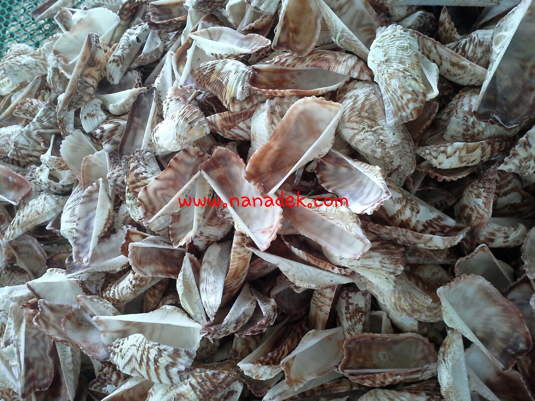 เปลือกหอยชั่งกิโลหอยตุ๊กแก