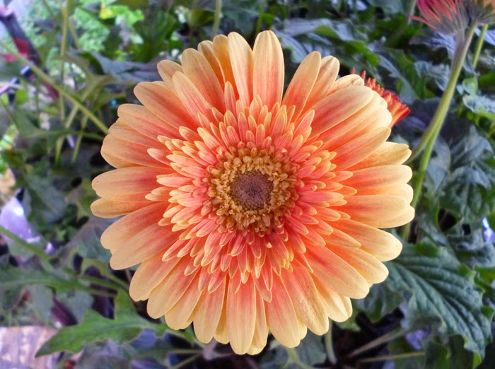 เยอบีร่าคละสี - Gerbera Jamesonii Hybrids