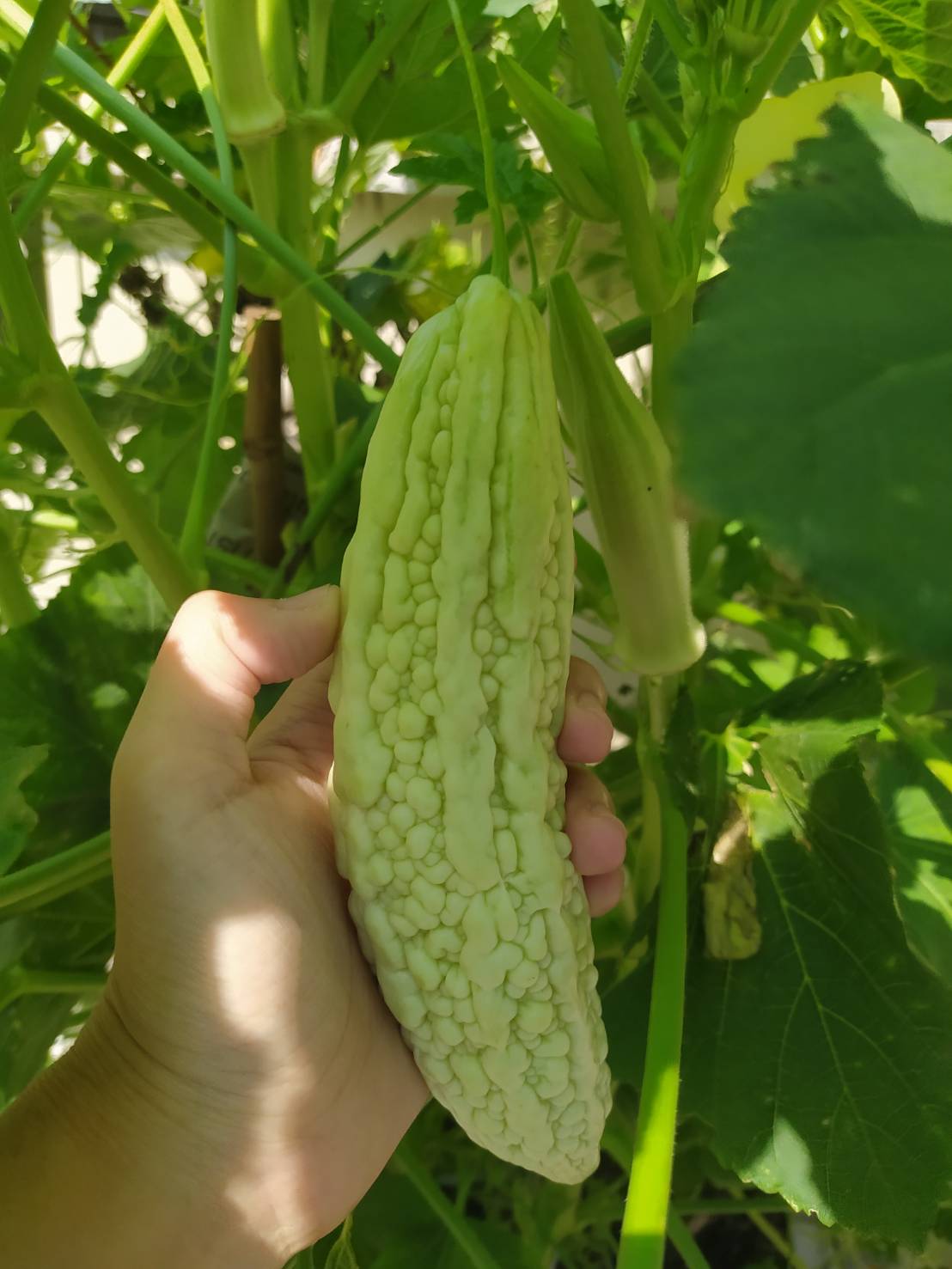 มะระสีขาว - White Bitter