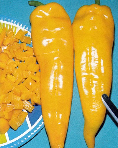 พริกหวานเขากระทิงสีเหลือง - Yellow Bulls Horn Pepper