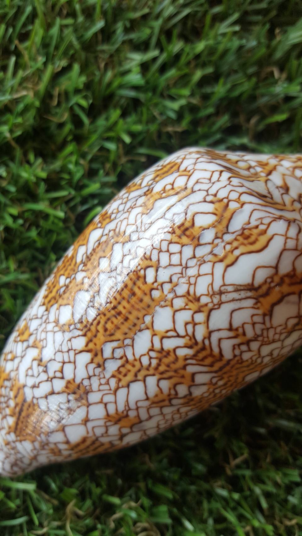 เปลือกหอยสวยงามหอยเต้าปูนแผนที่