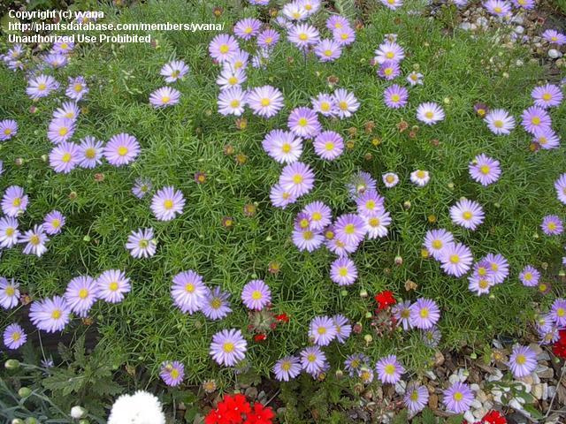 เดซี่สวอนริเวอร์คละสี - Mixed Swan river Daisy