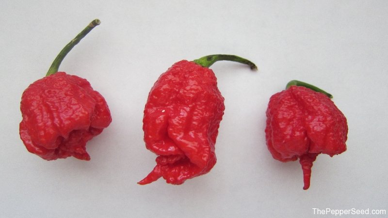 พริกแคโรไลน่ารีพเปอร์ - Carolina Reaper Pepper (เผ็ดที่สุดในโลก)