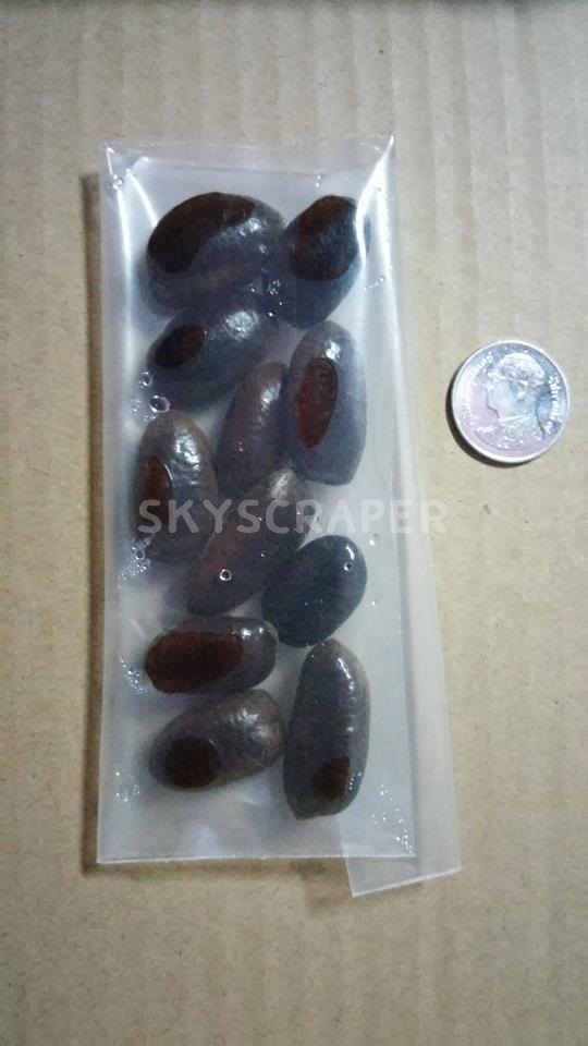 พาวพาว - Pawpaw (Asimina Triloba)