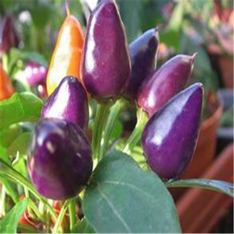 พริกประดับอเมทิสต์- Amethyst Pepper