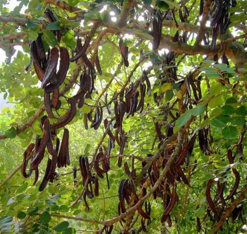 ฝักสดคารอบ - Carob Tree (Ceratonia siliqua)