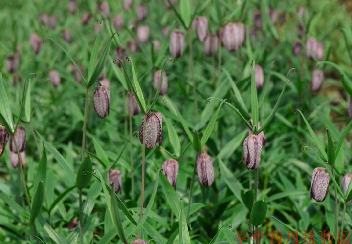 ฟริทิลลาเรียหูเป่ย์ - Fritillaria hupehensis 3 หัว (คละขนาด)