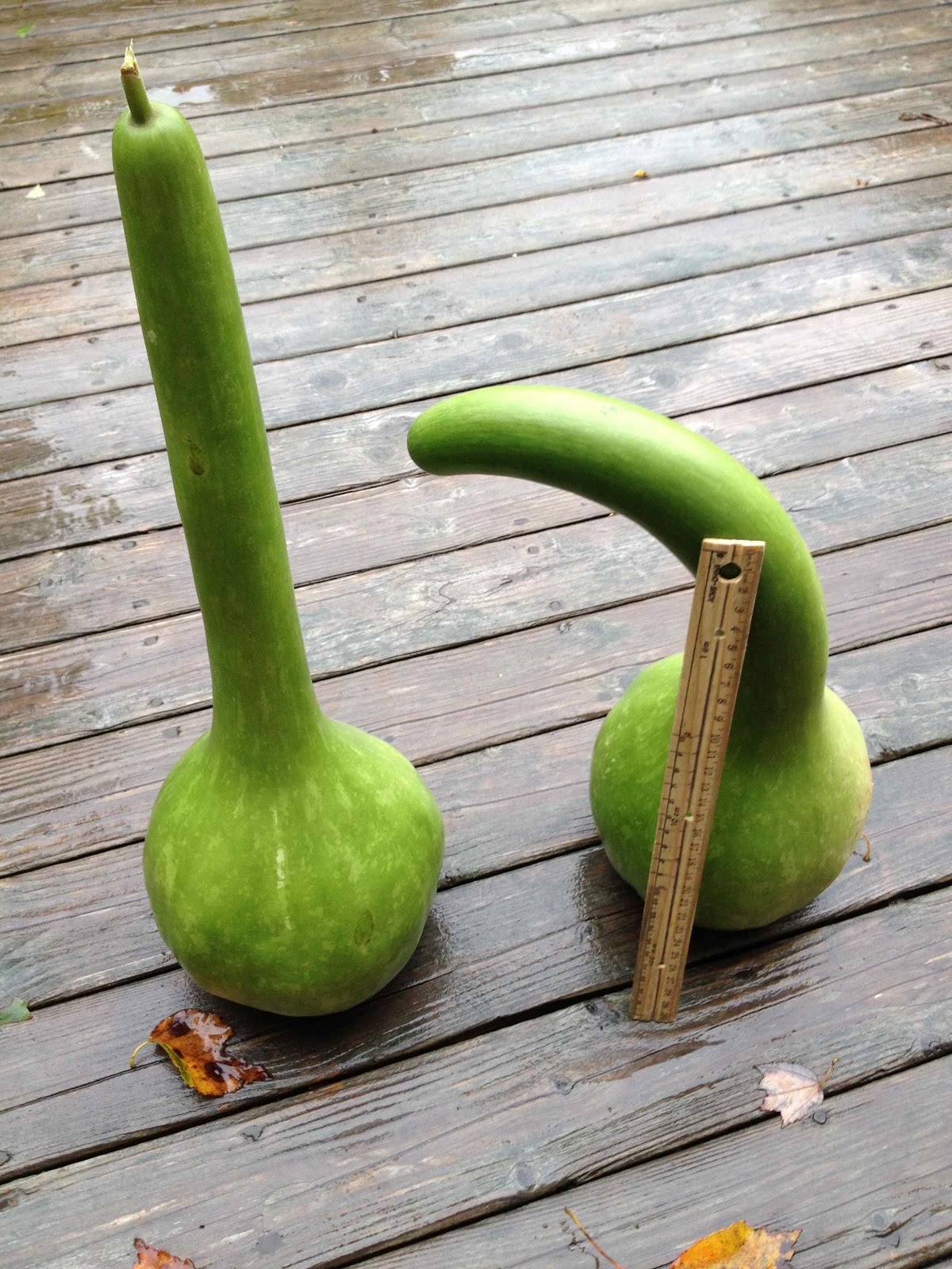 น้ำเต้ายาวดิปเปอร์ - Dipper Gourd