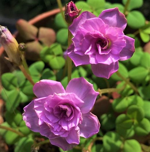 ผีเสื้อราตรีปอมปอมสีชมพู - Oxalis nidulans pompom 5 หัว