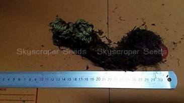 กุหลาบแวมไพร์ - Rose of Jericho (แบบต้น)