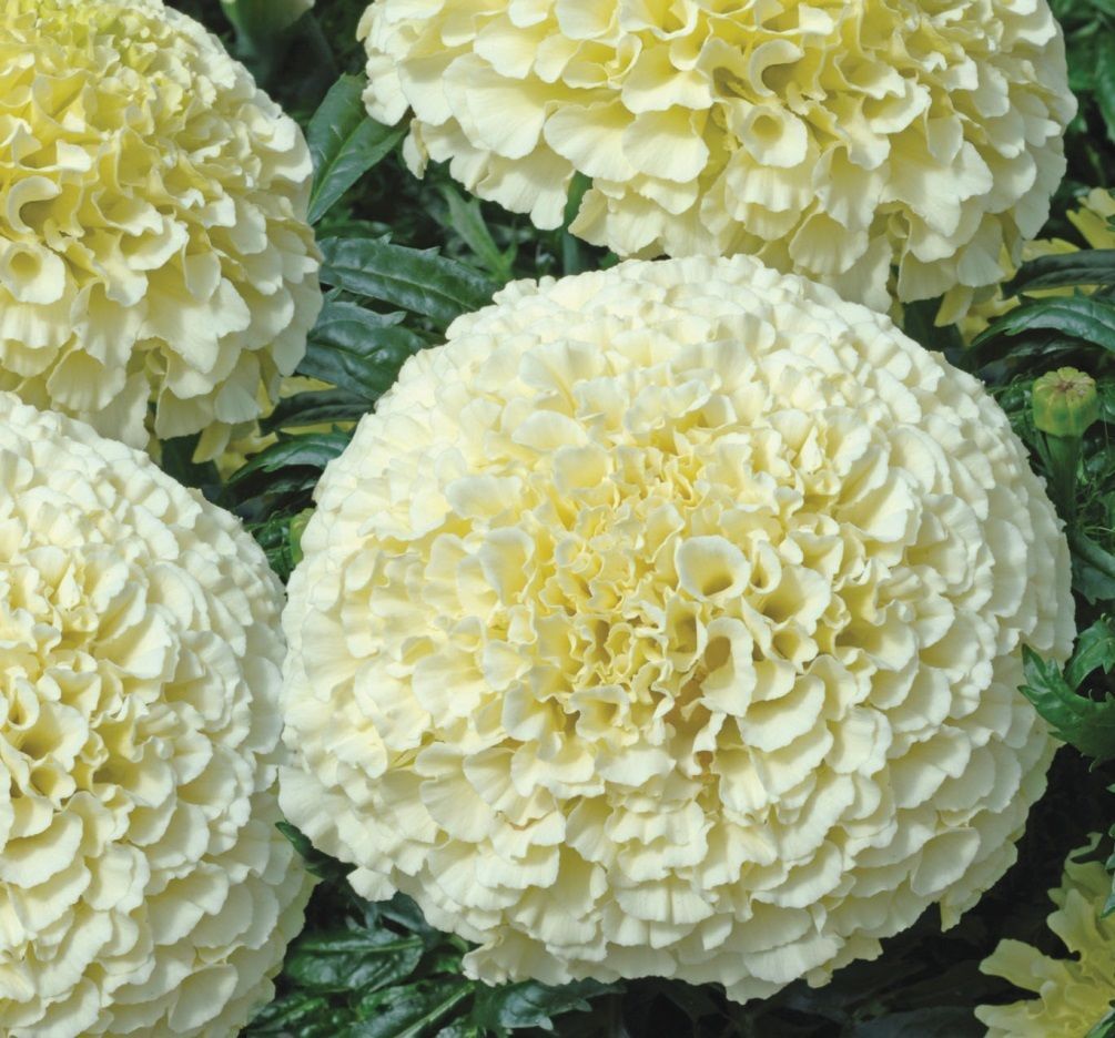 ดาวเรืองสีขาว - White African Marigold