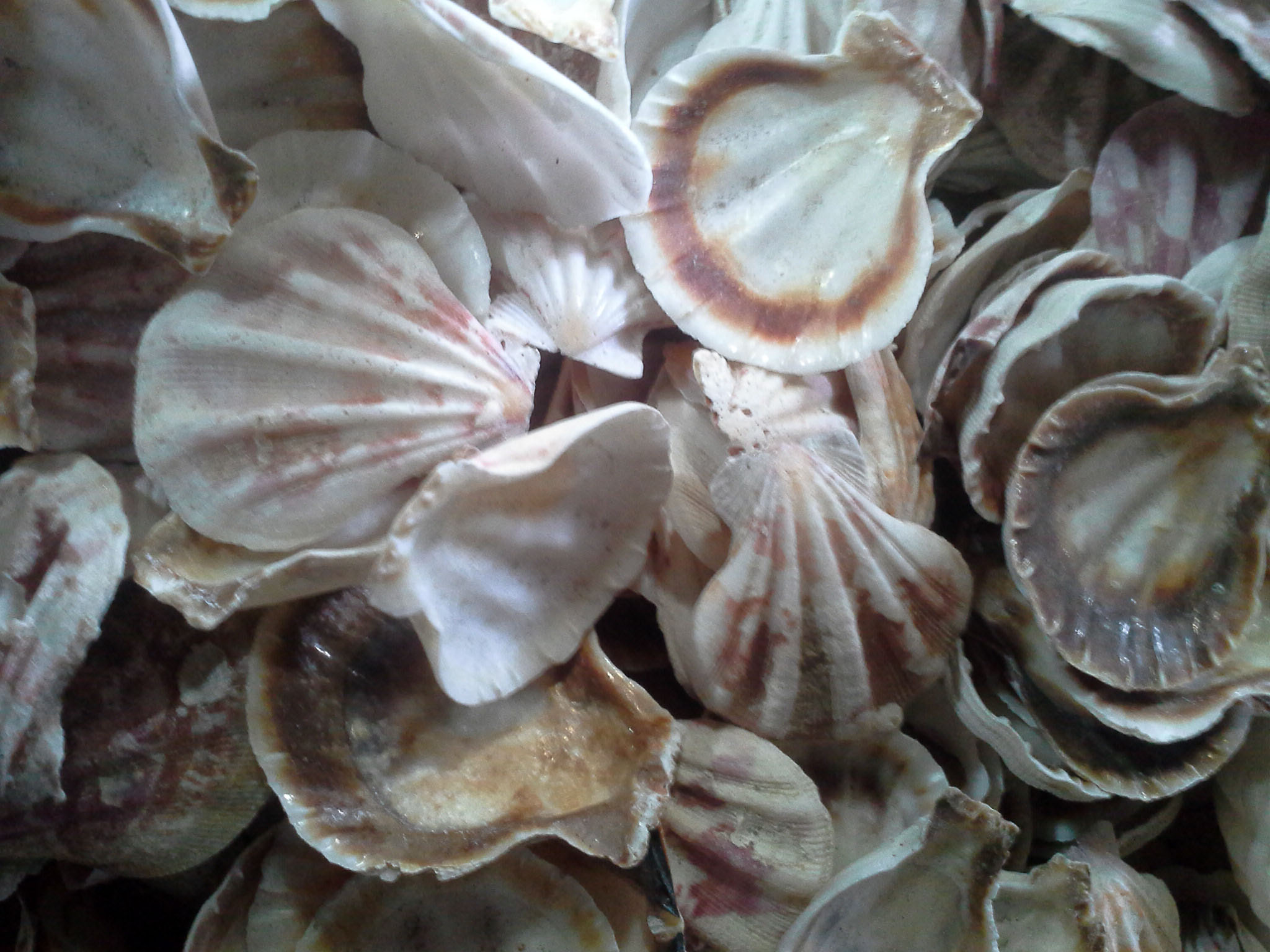 หอยเชลล์พัดเล็กแฉกชั่งกิโล