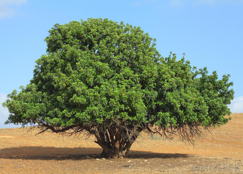 ฝักสดคารอบ - Carob Tree (Ceratonia siliqua)