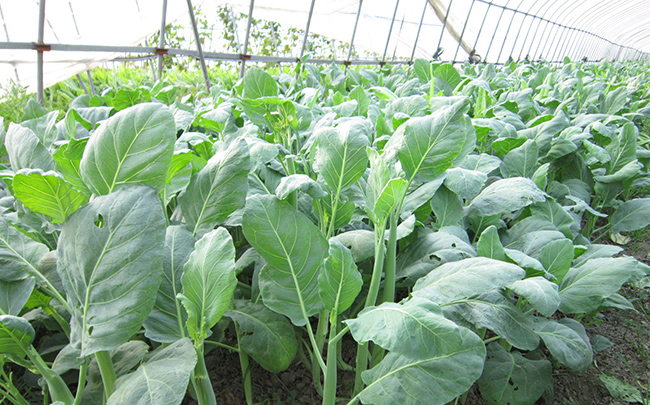 คะน้า - Chinese Kale