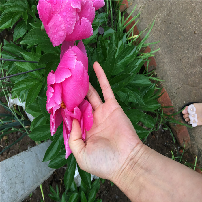 รากโบตั๋นสีชมพู - Pink Peony Root