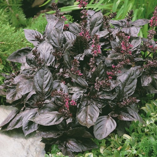 โหระพาเรดรูบิน - Red Rubin Basil