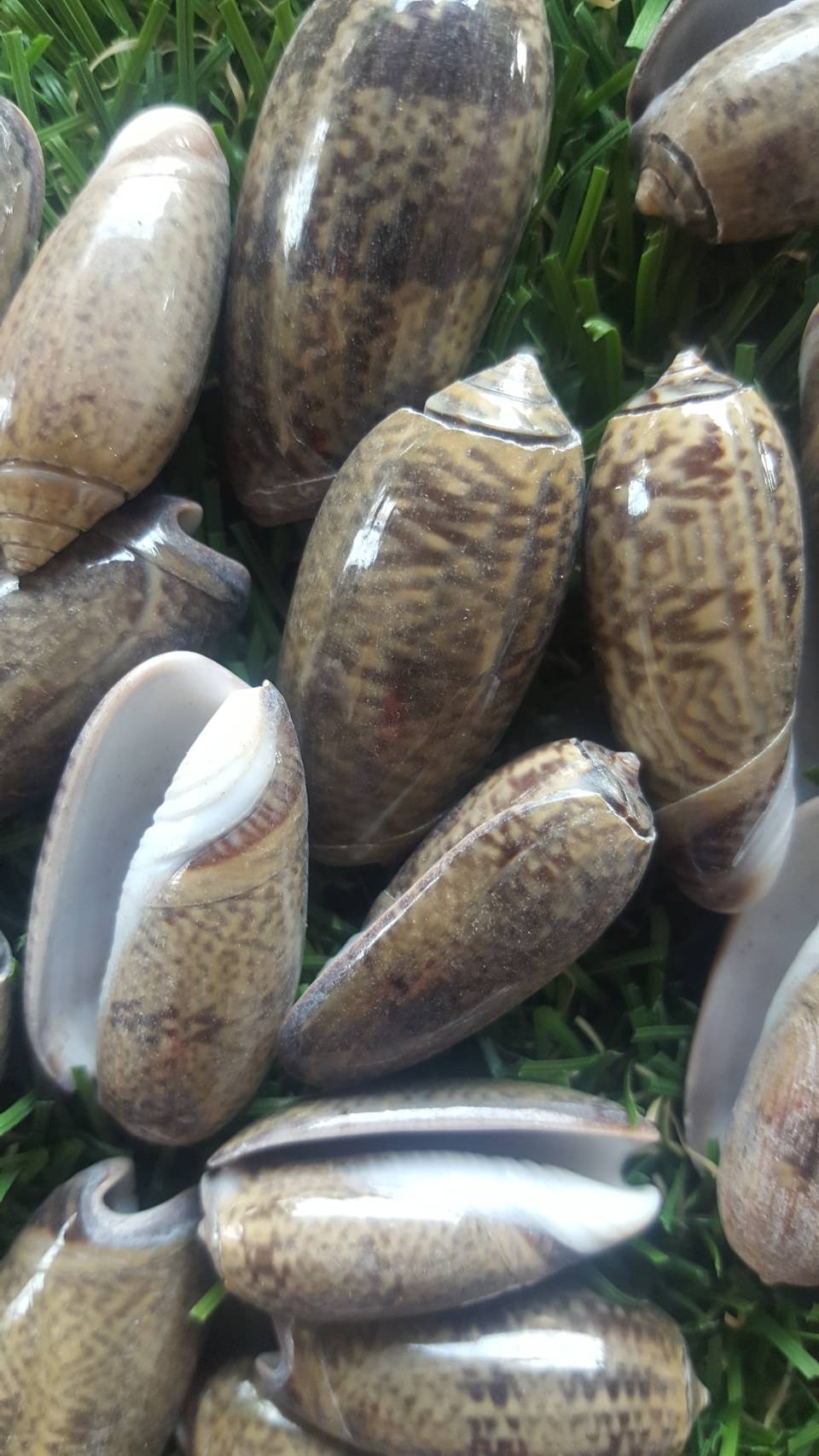 เปลือกหอยเม็ดขนุน