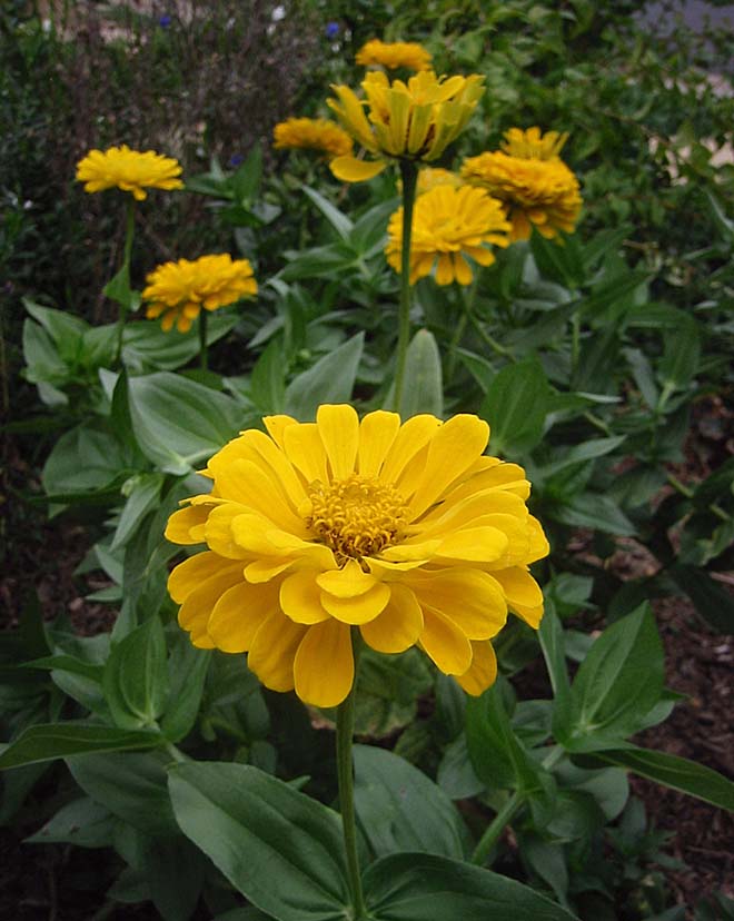 บานชื่นสีเหลืองคละชนิด - Yellow Canary bird Zinnia