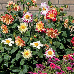 รักเร่คอลลาเลทคละสี - Mixed Collarette Dahlia