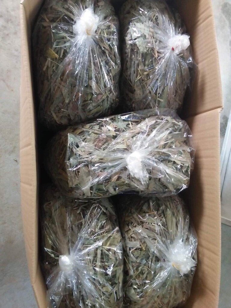 หญ้ารีแพร์ น้ำหนัก 50 กรัม 🌿 Premium Dried Repair Grass 📦 50g | Premium Grade ✨ หญ้ารีแพร์แบบอบแห้ง ชารีแพร์ Repair Grass คัดเกรด รับรองคุณภาพ🌿 အရည်အသွေးမြင့် အခြောက်ခံထားသော ပြန်လည်ပြုပြင်ရေးမြက်