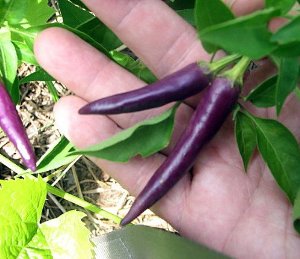 พริกคาเยนสีม่วง - Purple Cayenne Pepper