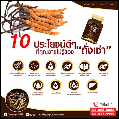 ถั่งเช่า ผสมมัลติวิตามินบี ถั่งเช่ายิ่งยง ของแท้