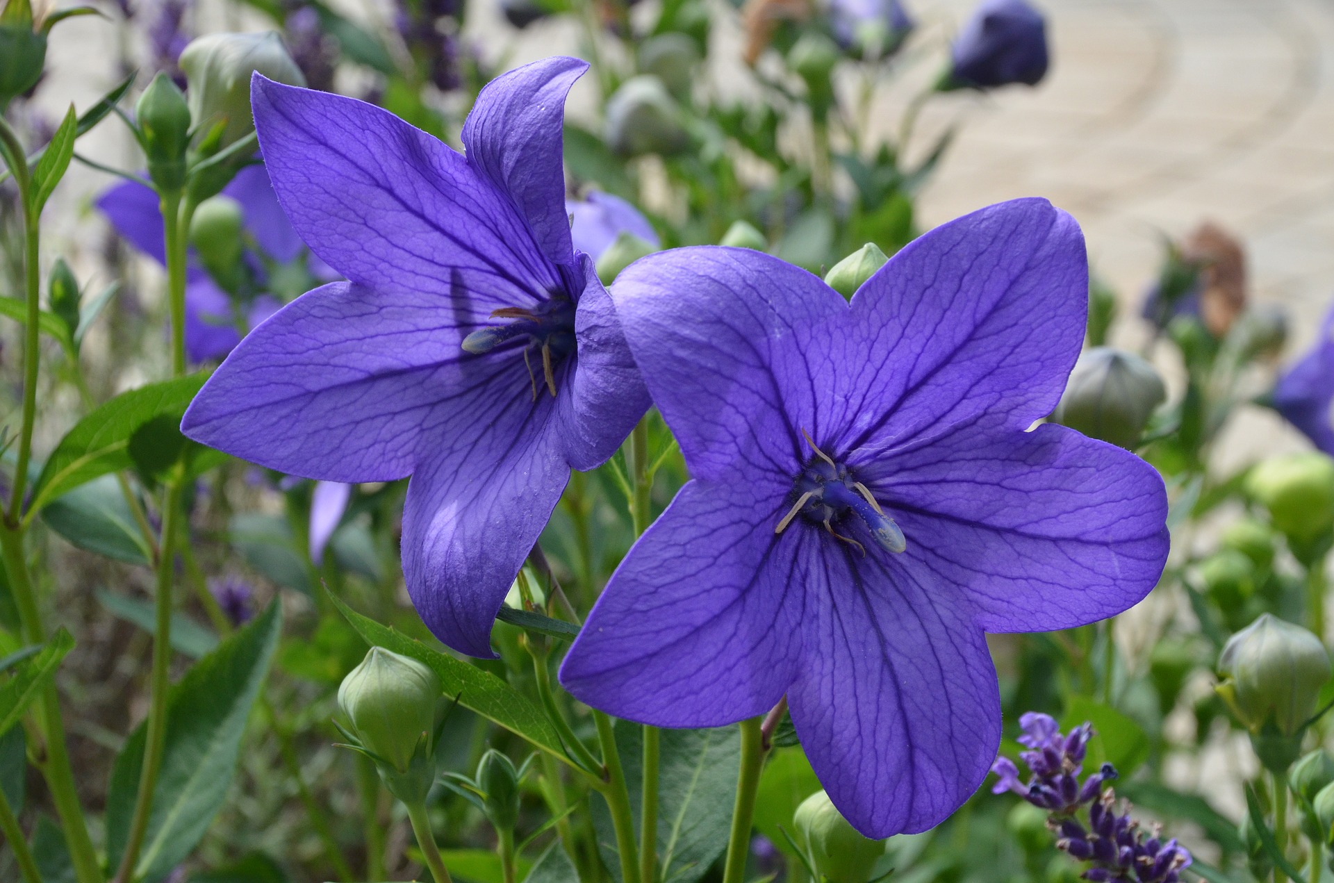 ดอกบอลลูนสีฟ้า - Blue Balloon Flower (Platycodon grandiflorus)