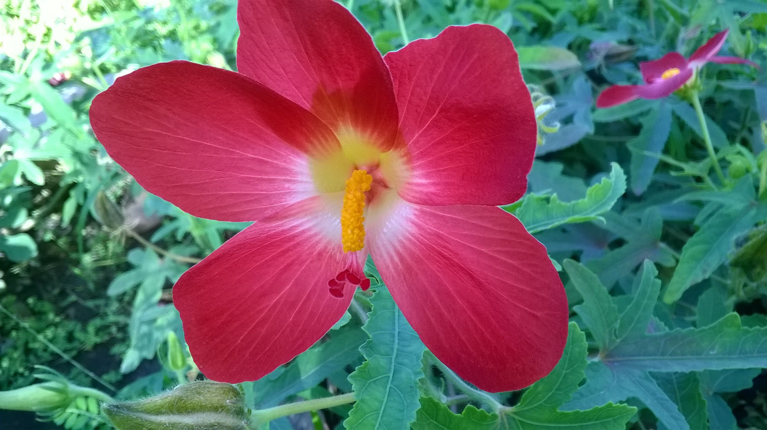 รากโสมชบา - Decaschistia parviflora