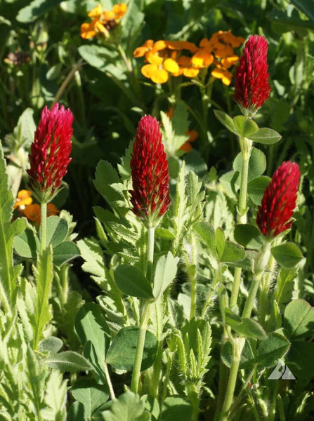 โคลเวอร์คริมสัน - Crimson Clover