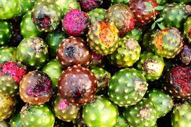 แก้วมังกรเม็กซิโก - Mexican Pitaya (Stenocereus queretaroensis)