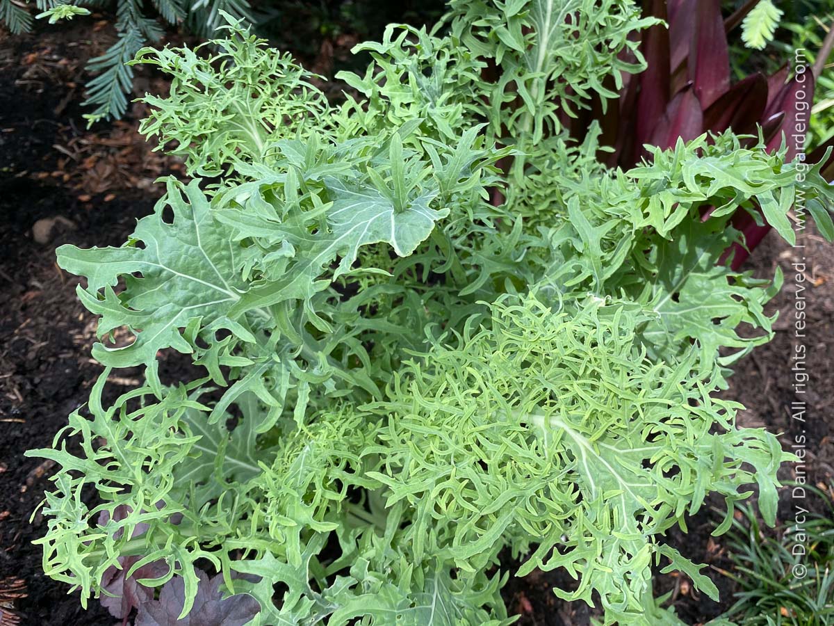 เคลไซเบอร์ฟริล - Siber Frills Kale