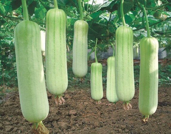 บวบหอมสีขาว - Chinese White Jade Luffa