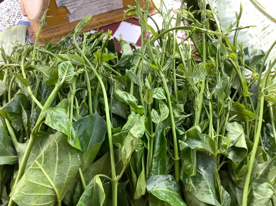 ชาชงผักเชียงดา ชาเชียงดา Gymnema tea ขนาดบรรจุ 30 ซองชา ชาชงผักเชียงดา ได้รับเครื่องหมาย ประทับตรา NFI ชาผักเชียงดา ปลอดสาร ไม่ผสมสมุนไพรตัวอื่นๆ เหมาะสำหรับผู้ที่มีปัญหา เบาหวาน ความดันโลหิตสูง ไขมันพอกตับ ไขมันในเส้นเลือด ช่วยในเรื่องลดคลอเรสเตอรอล