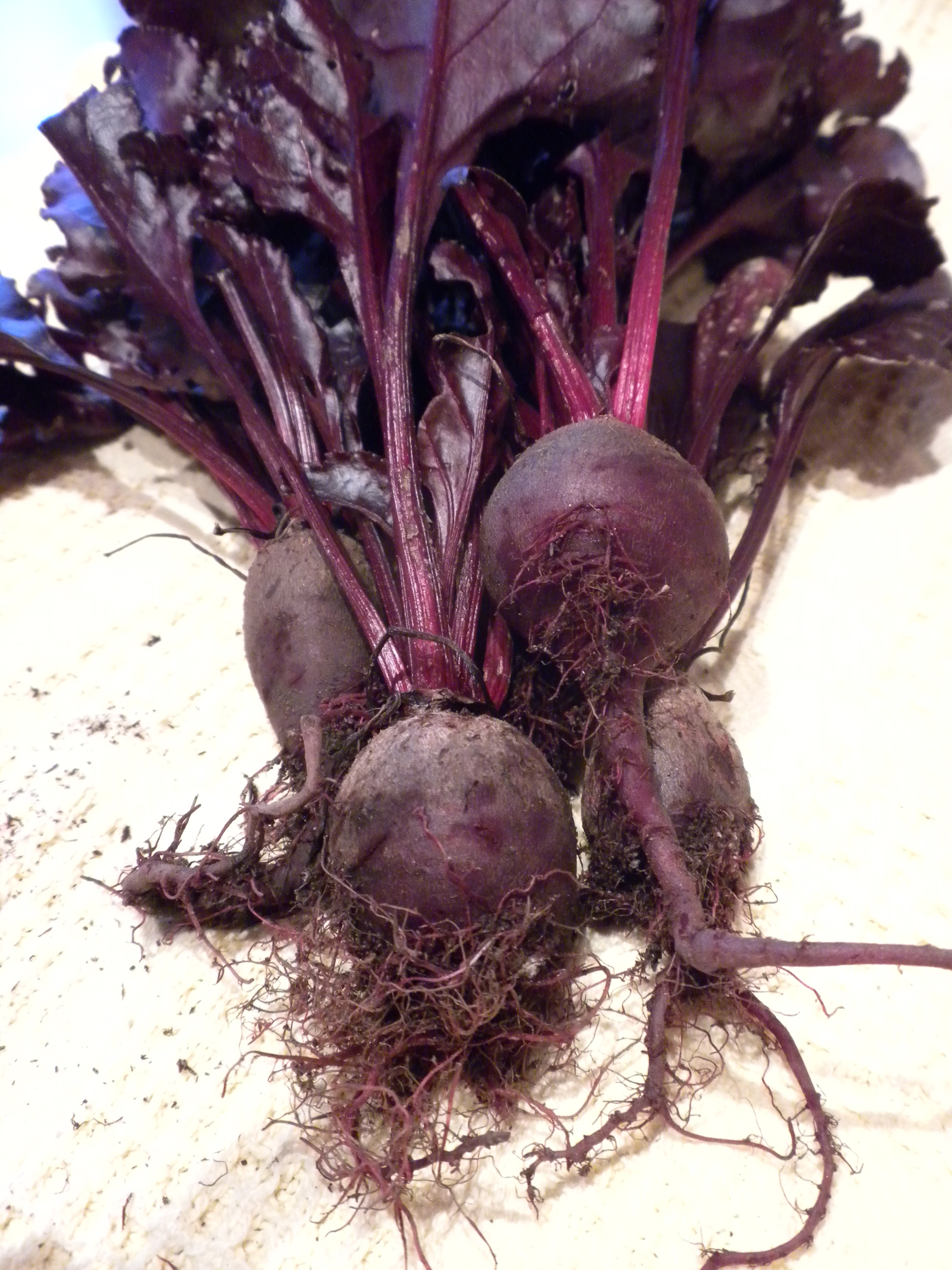บีทเลือดกระทิง - Bull's Blood Beet